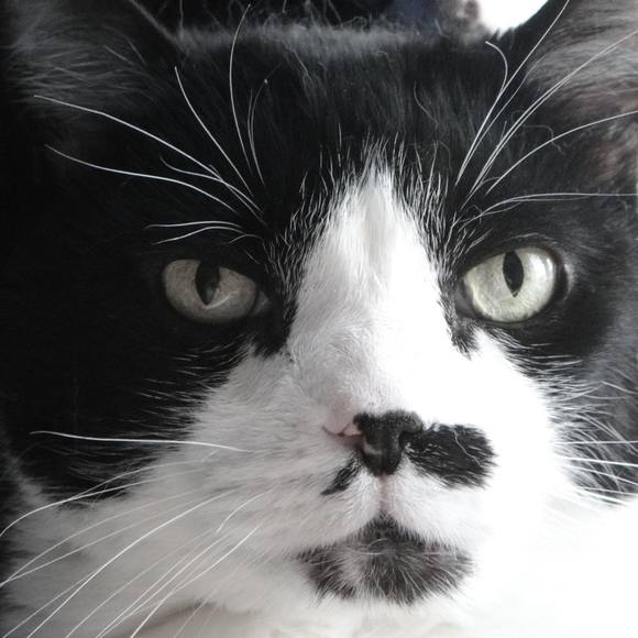 Meet your Posher, Stacey - Picture 1 of 1